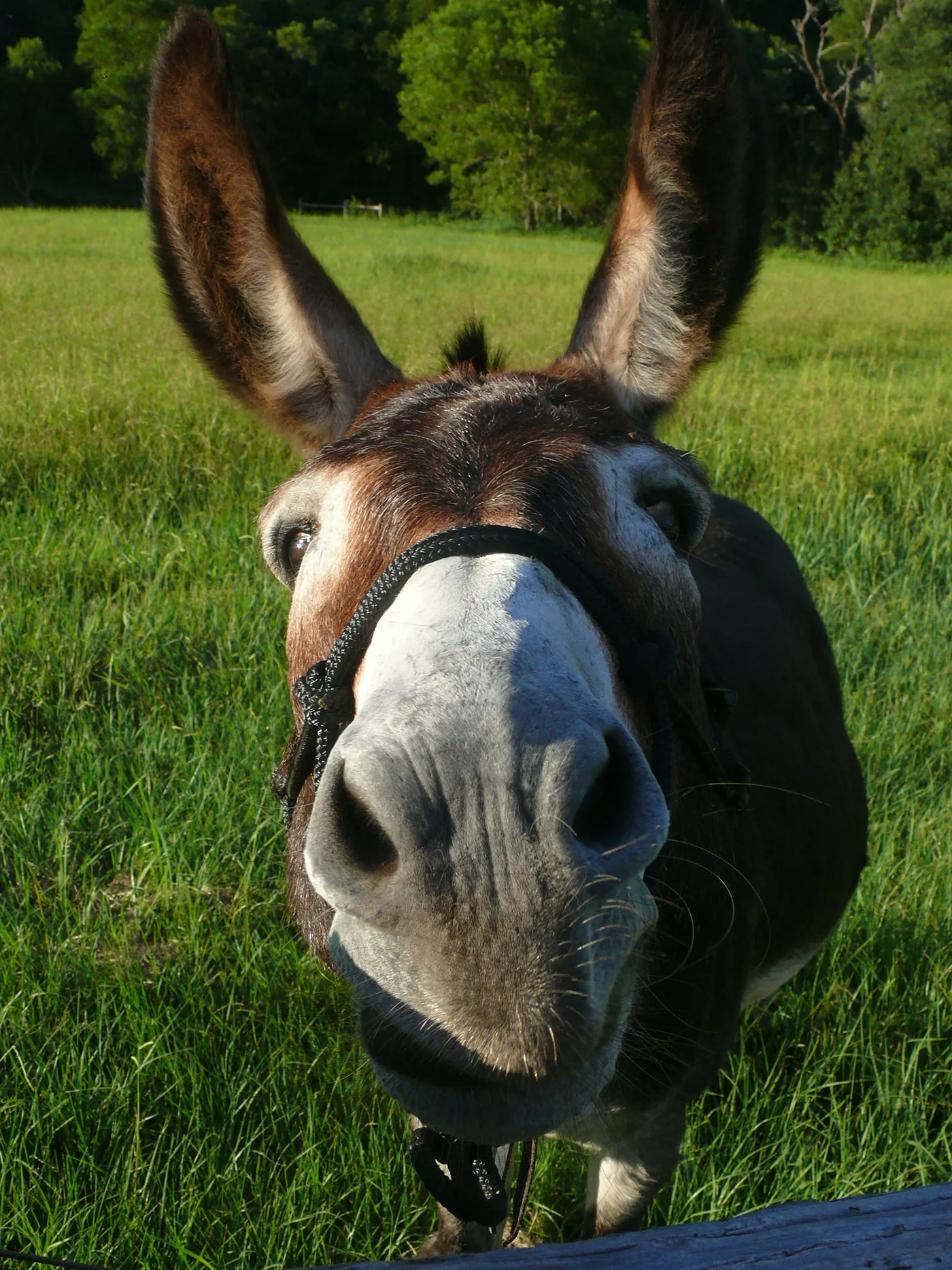 Friendly donkeys in a green paddock on the Promised Land Retreat property