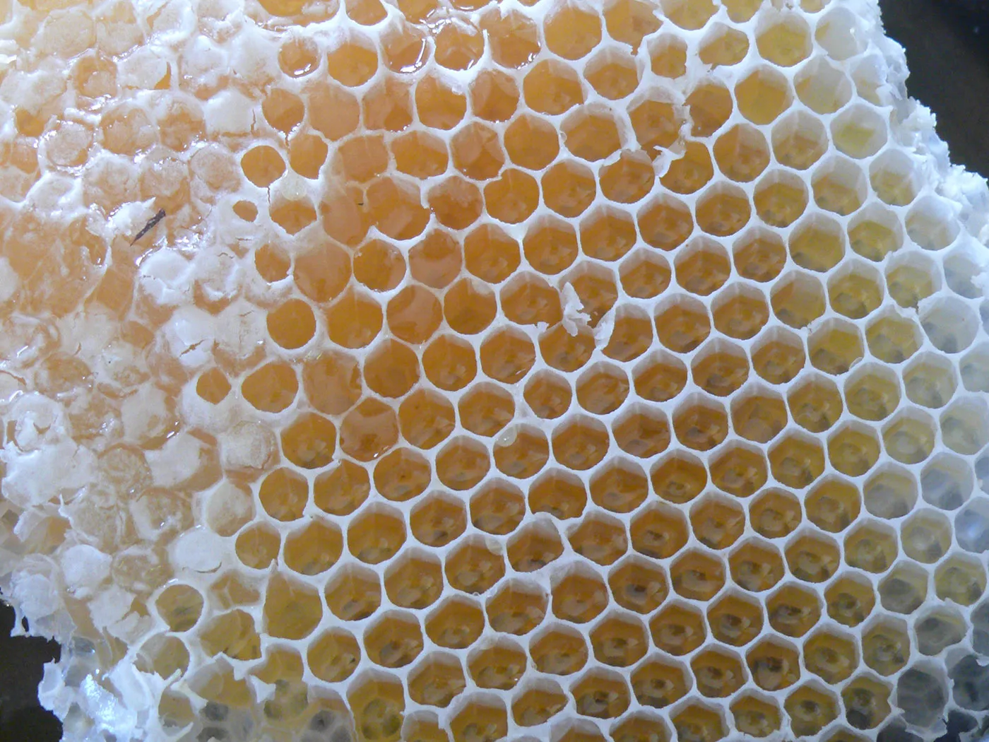 Honey bees on the property — active hive