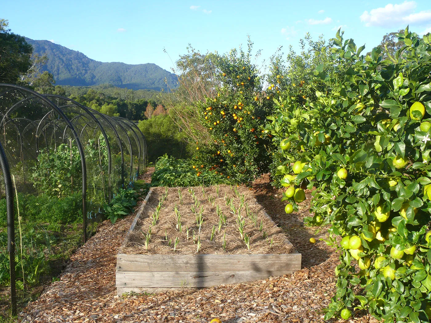 Veggie garden and fruit orchard on the property