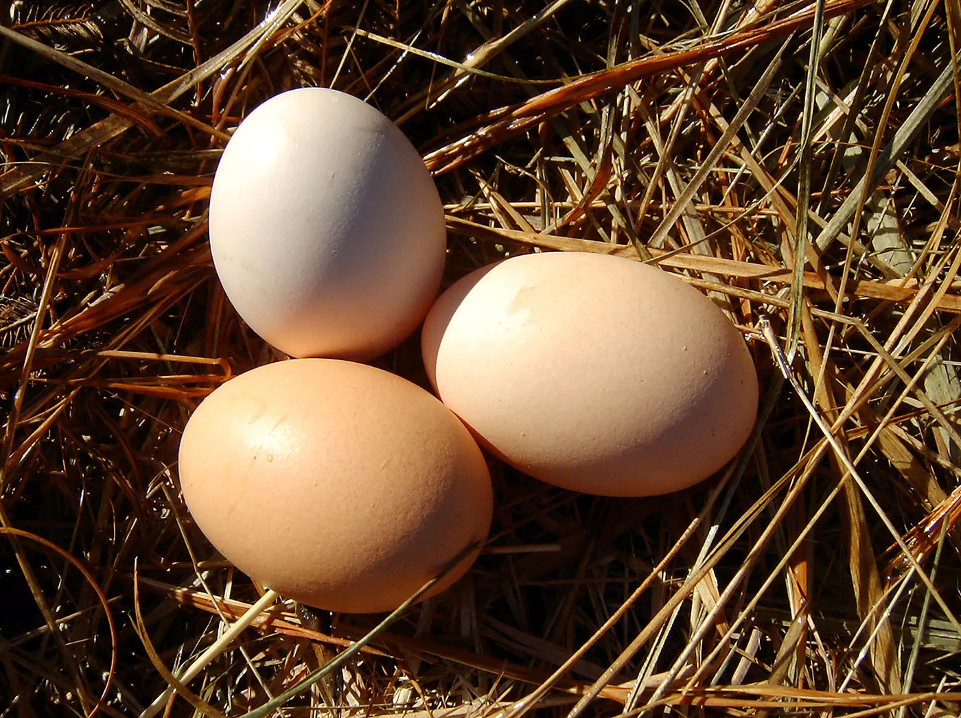 A bowl of fresh free-range eggs collected from the property